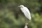 Little Blue Heron juvenile in white plumage perched on a limb in the rain