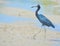 Little Blue Heron at the Lemon Bay Aquatic Reserve in the Cedar Point Environmental Park, Sarasota County, Florida