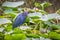 Little blue heron in the marsh wetlands of the Florida everglades.