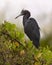 Little blue heron next to the Shark Valley Trail in the Everglades National Park in Florida..