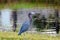 Little Blue Heron, Palm City Florida