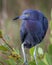 Little Blue Heron Perched