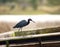 A little blue heron perched on a dock.