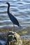 A Little Blue Heron perched on a rocky shoreline in Key Largo, Florida