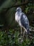 Little Blue Heron Portrait