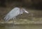 Little Blue Heron preening