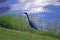 A Little Blue Heron on the Shore of a Marsh