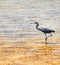 Little blue heron on the shoreline