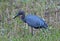 Little blue heron with a small meal