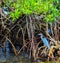 A Little Blue Heron Standing in the Mangroves