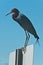 Little blue heron, standing on a sign