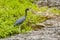 Little Blue Heron Standing at Waters Edge