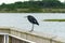 Little blue heron standing on a wood railing looking out towards the water, at Assateague National Seashore