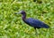 Little Blue Heron in the Swamp