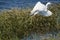 Little blue heron taking off