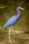 Little Blue Heron wading