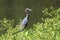 Little Blue Heron wading bird in Phinizy Swamp Nature Center, Augusta, Georgia