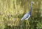 Little Blue Heron wading in wetlands, Wildlife Photography, Water Reflections, Tropical Shore Bird Background