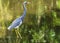 Little Blue Heron wading in wetlands, Wildlife Photography, Water Reflections, Tropical Shore Bird Background