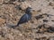 Little Blue Heron Walking on a Rocky Beach