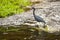 Little Blue Heron Walking through Running Stream