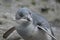 Little Blue penguin of New Zealand