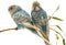 Little blue wavy parrots on white background