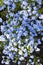 Little blue wildflowers background