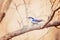 Little bluebird