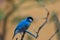 Little bluebird sitting on a tree branch