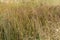 Little bluestem on a cloudy Autumn day. Also known as Schizachyrium scoparium or beard grass, it is a North American prairie grass