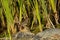 Little bluethroat sitting on a stone in the reed, looking up