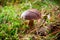 Little boletus in forest