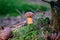 Little boletus on green moss in forest after rain