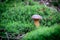 Little boletus on green moss in forest after rain