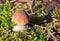 Little boletus mushroom in forest in sunny day