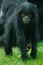 Little Bonobo monkey