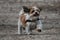 Little boomer dog running on a sandy road