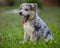 Little Border Collie Blue Merle puppy