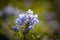 A little bouquet of Blue Plumbago Plumbago auriculata against blurred background.