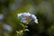 A little bouquet of Blue Plumbago Plumbago auriculata against blurred background.