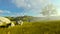 Little boy with airplane toy on a green meadow, tree of life, beautiful morning