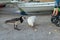 A little boy in a baby stroller feeding a goose with bread at dusk in the port