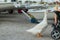 A little boy in a baby stroller feeding a goose with bread at dusk in the port