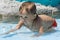 Little boy bathes on shoal in a pool