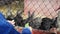 Little boy in blue shirt feeds cute grey and black rabbits in cage green grass