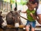 Little boy and burro in zoo