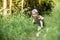 Little boy child caucasian white skin in forest smiling