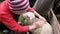 Little boy decorates a lamb with a flower, a child hugs with a sheep on a farm