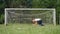 Little boy exercising in a meadow, sports outdoor activities